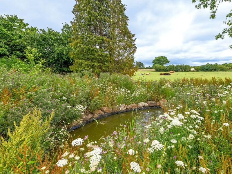 Wildflower garden and pond